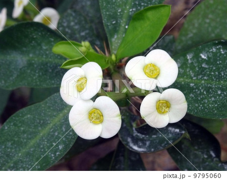 ハナキリン 9795060