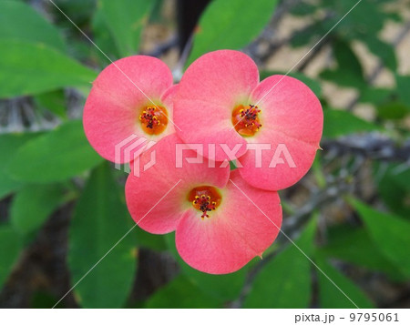 ハナキリン 9795061