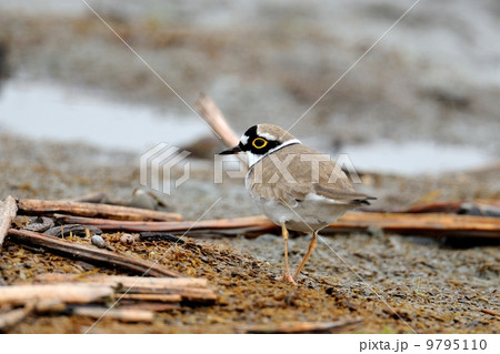 コチドリ 9795110