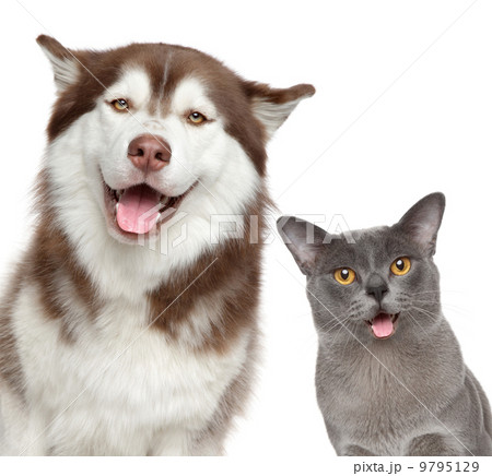 Happy pets on white background 9795129