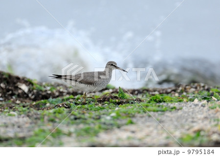 キアシシギ 9795184
