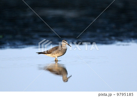 キアシシギ 9795185