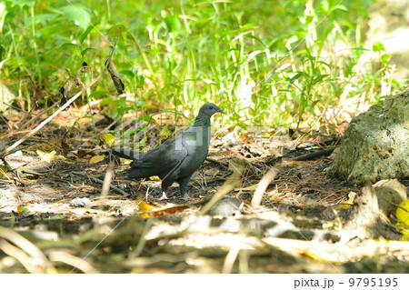 カラスバト 9795195