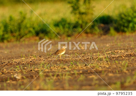 オオチドリ 9795235