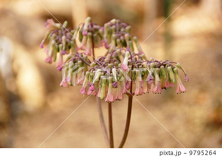 コダカラベンケイの花 コダカラベンケイの花 9795264