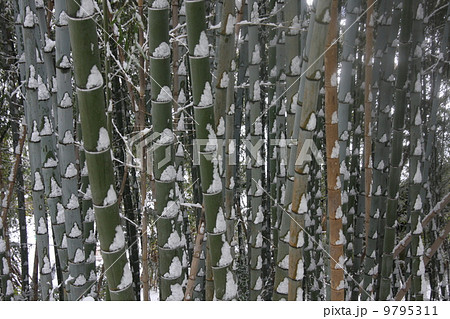 竹の雪 竹の雪 9795311