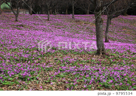 八津・鎌足かたくり群生の郷 八津・鎌足かたくり群生の郷 9795534