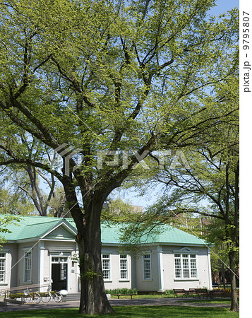 新緑のエルムの学園 新緑のエルムの学園 9795807