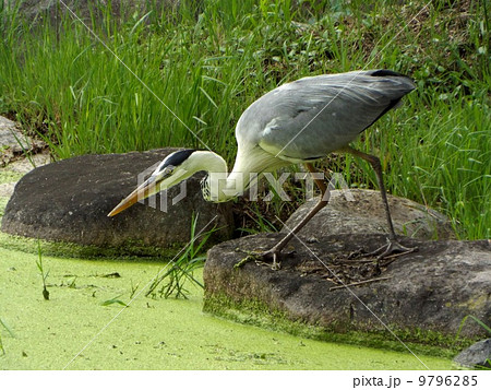 獲物を狙うアオサギ 9796285