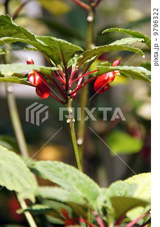 インパチェンス・ニアムニアメンシス 9796322