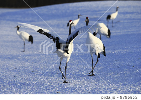 タンチョウ 9796855