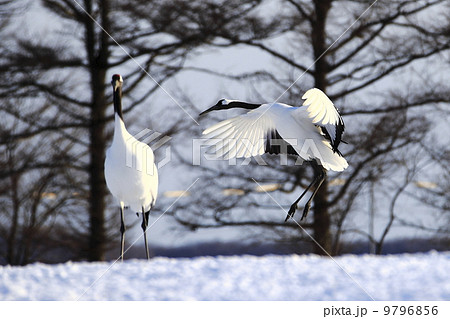 タンチョウ 9796856