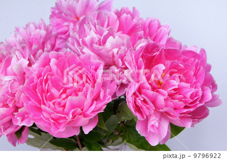 切り花のシャクヤク ピンク 芍薬の写真素材