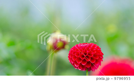 ダリア 16:9 ダリア 16:9 9796955