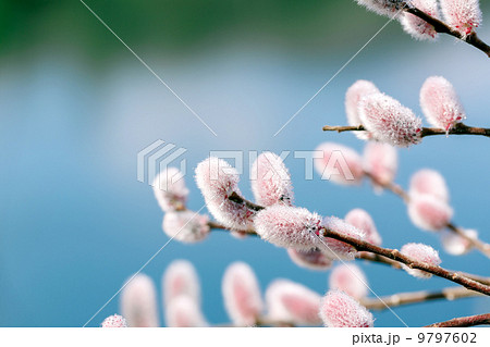 ねこやなぎ 9797602