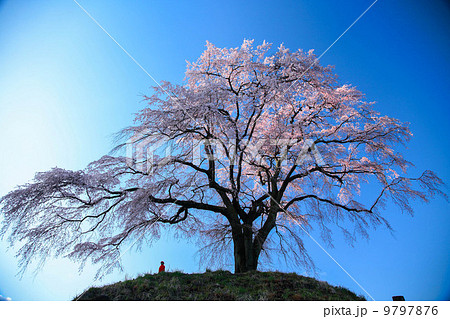 一本桜 9797876