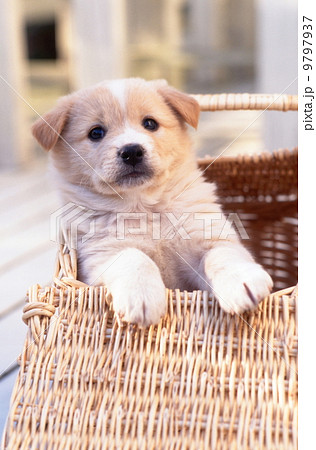 かわいい仔犬 9797937