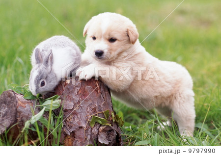 仲良しかわいい仔犬とウサギ 9797990