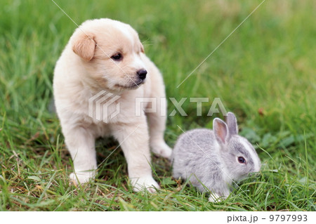 仲良しかわいい仔犬とウサギ 9797993