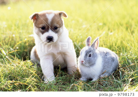 仲良しかわいい仔犬とウサギ 9798173
