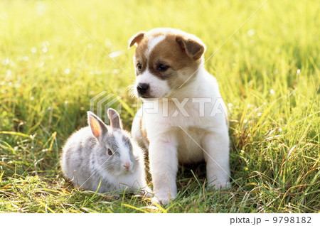 仲良しかわいい仔犬とウサギの写真素材