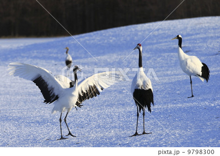 タンチョウ 9798300
