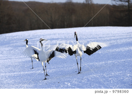 タンチョウ 9798360