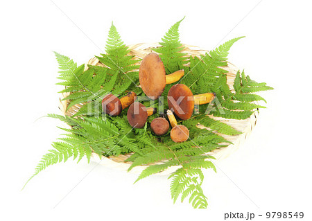 きのこ・チタケ 9798549