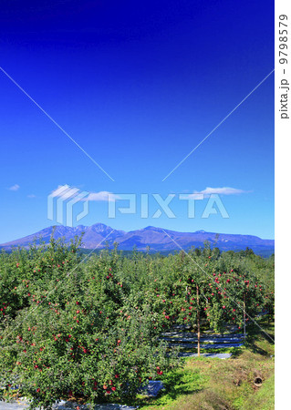 実りの秋・りんご農園 9798579