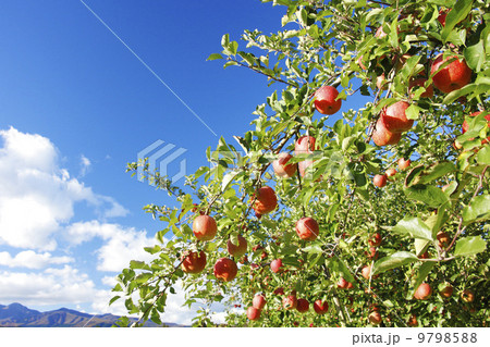 実りの秋・りんご農園　サンふじ 9798588