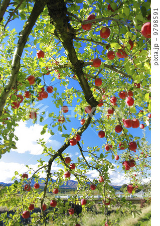 実りの秋・りんご農園　サンふじ 9798591