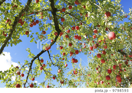 実りの秋・りんご農園　サンふじ 9798593