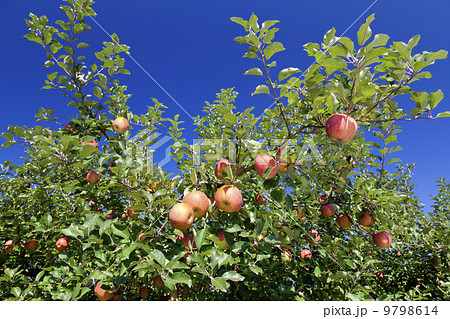 実りの秋・りんご農園　サンふじ 9798614