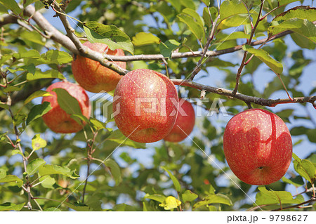 りんご農家・りんごの果樹　品種：ふじ 9798627