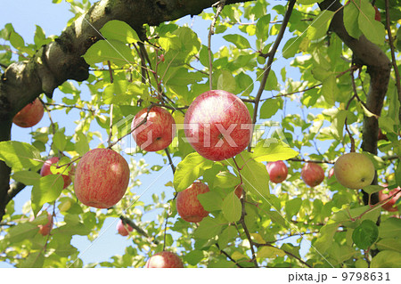 りんご農家・りんごの果樹　品種：ふじ 9798631
