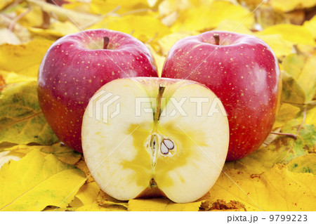 りんご・サンふじ 9799223