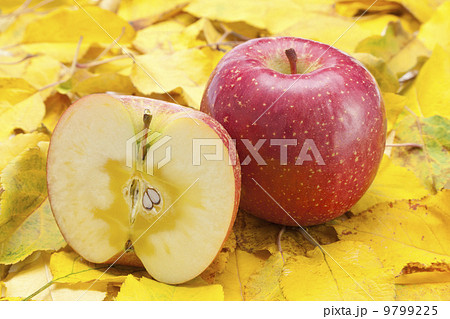 りんご・サンふじ 9799225