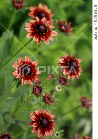 ヘレニウム 9799358