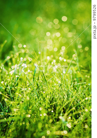 Drops of dew on the grass, lighted a morning light 9799526