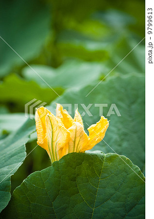 Yellow pumpkin flower among green leaves Yellow pumpkin flower among green leaves 9799613