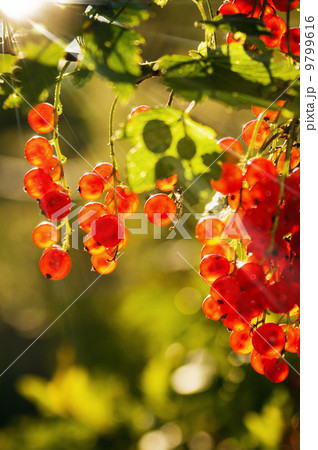 illuminated by sunlight redcurrant berries 9799616