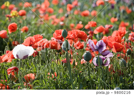 Poppy bloom 9800216