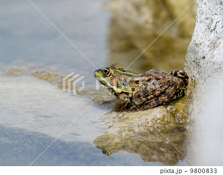 Edible Frog (Pelophylax kl. esculentus) Edible Frog (Pelophylax kl. esculentus) 9800833