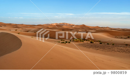 Sahara 9800859
