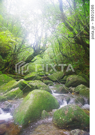 白谷雲水峡　もののけの森 9801086