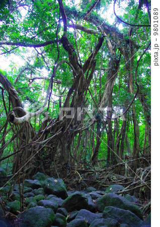 屋久島 猿川ガジュマル 屋久島 猿川ガジュマル 9801089