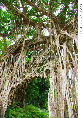屋久島　ガジュマル 9801093