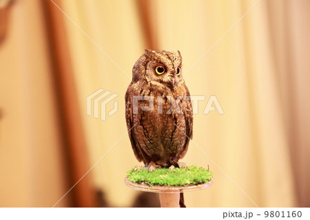 ミミズク ふくろう 猛禽類 ヨーロッパコノハズク 雛 ミミズク ふくろう 猛禽類 ヨーロッパコノハズク 雛 9801160