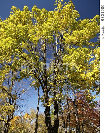 ハリギリの黄葉 9801686