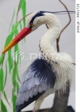 アオサギ 9801728